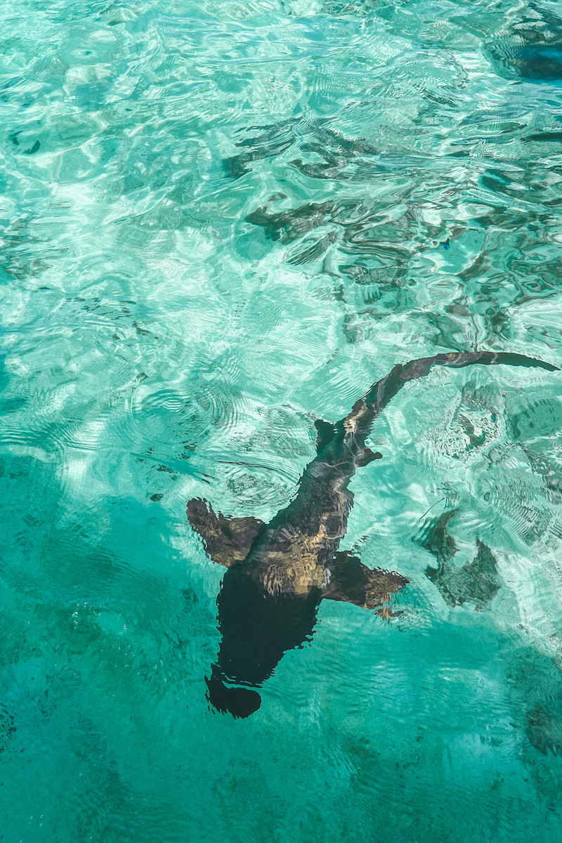 snorkel in ambergris caye or caye caulker