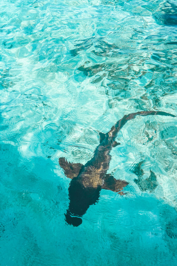 50 photos of belize sharks