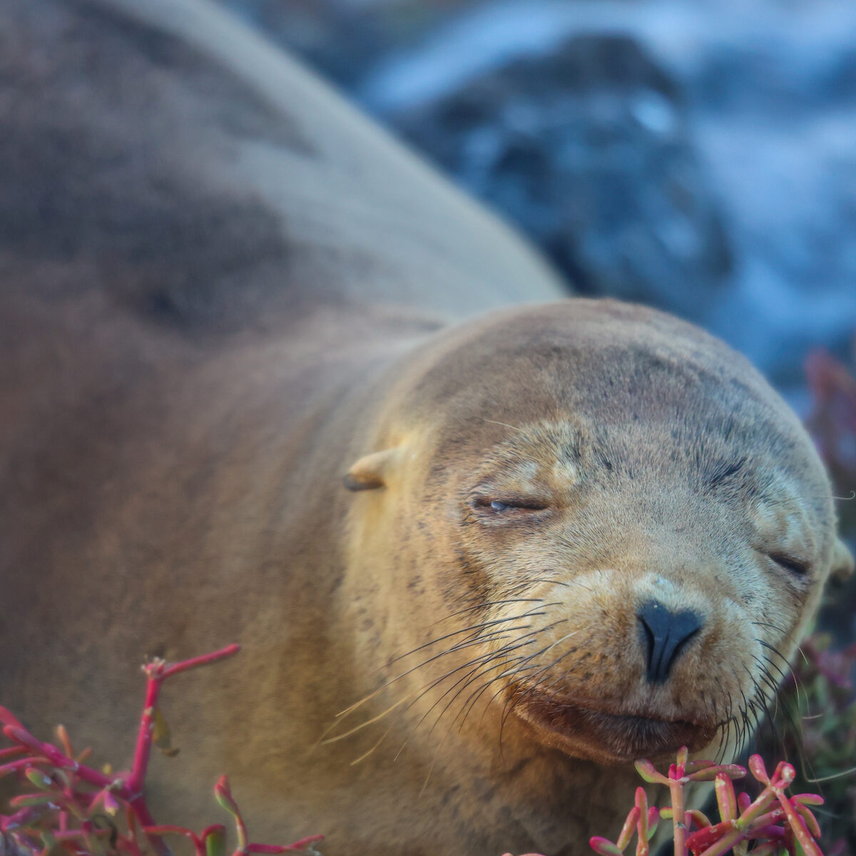 galapagos islands