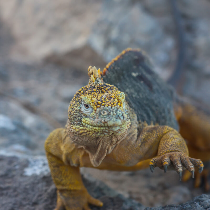 galapagos islands galaxy cruises